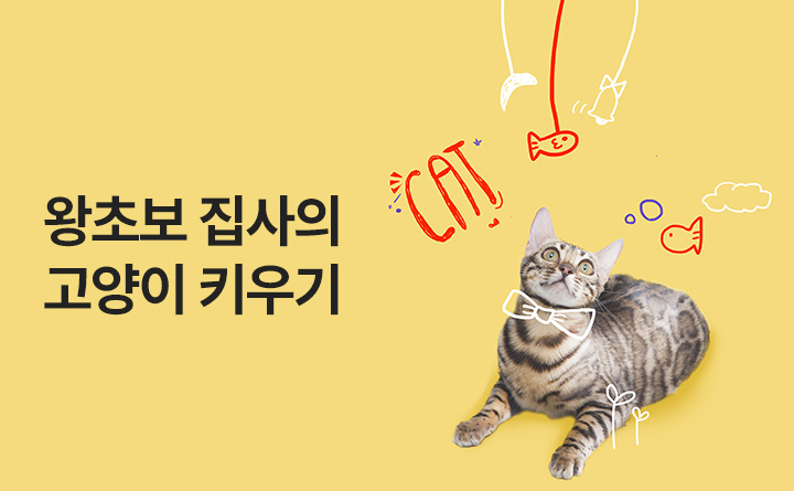 왕초보 집사의 고양이 키우기 이미지